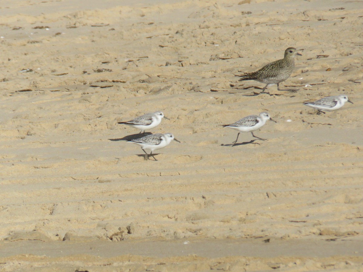 European Golden-Plover - ML645969287