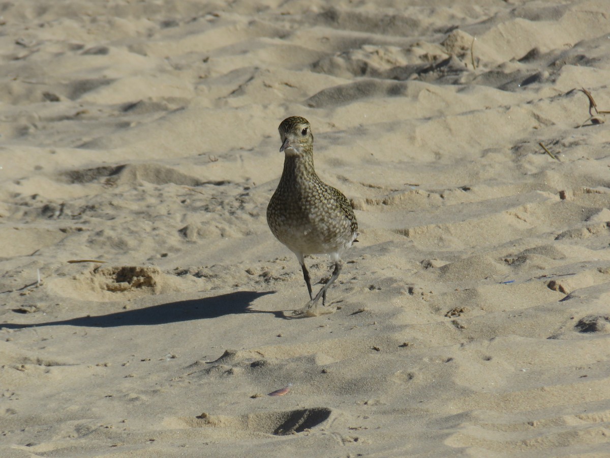 European Golden-Plover - ML645969288