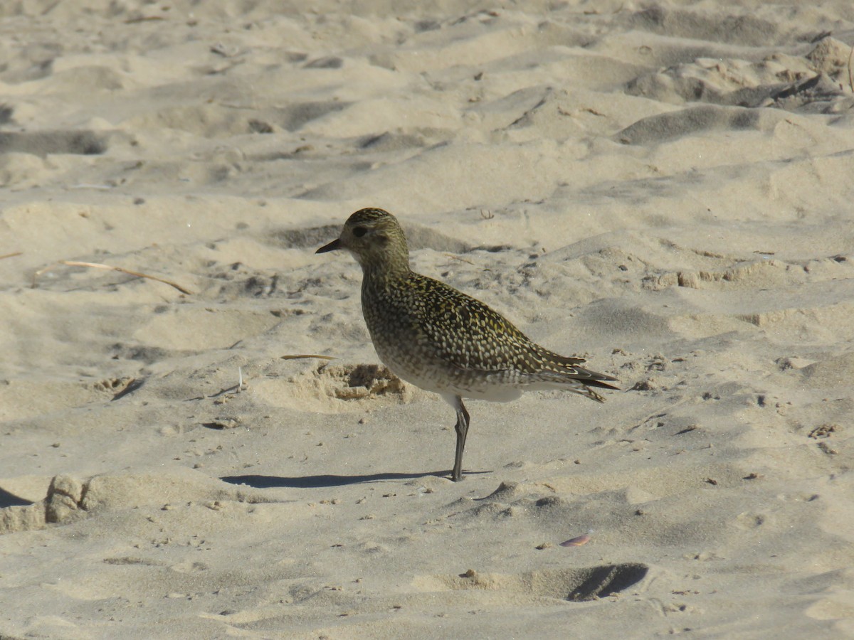 European Golden-Plover - ML645969289