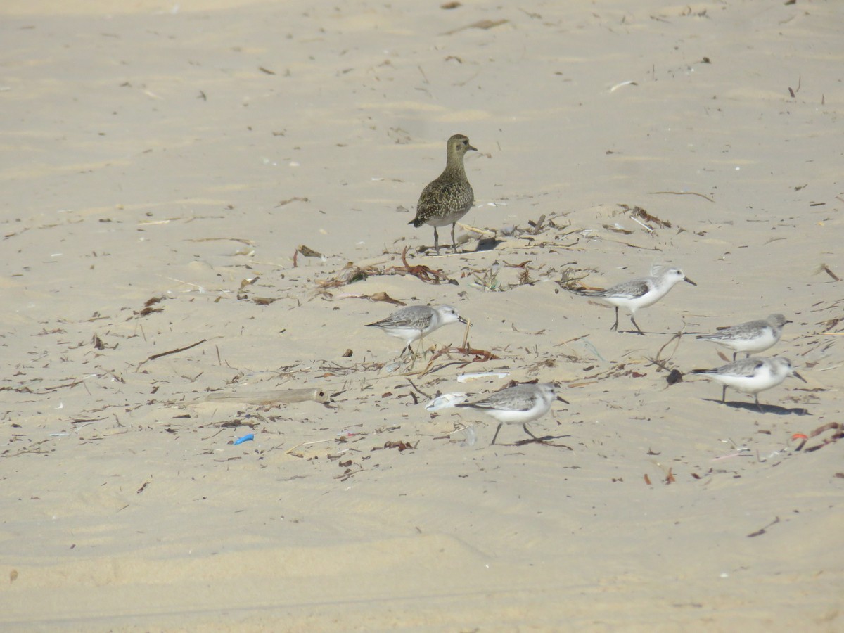European Golden-Plover - ML645969290
