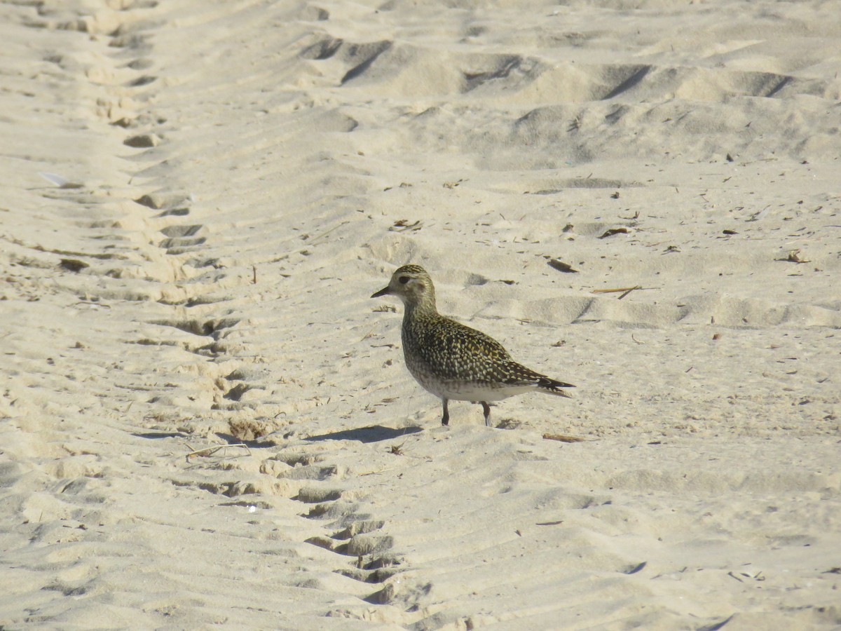 European Golden-Plover - ML645969291