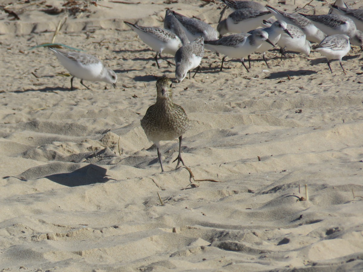 European Golden-Plover - ML645969292