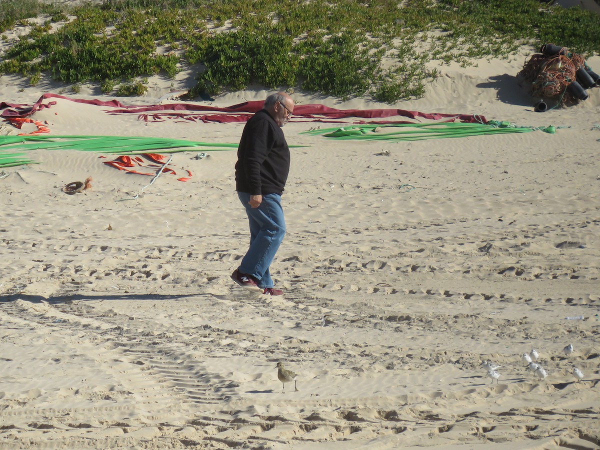 European Golden-Plover - ML645969293