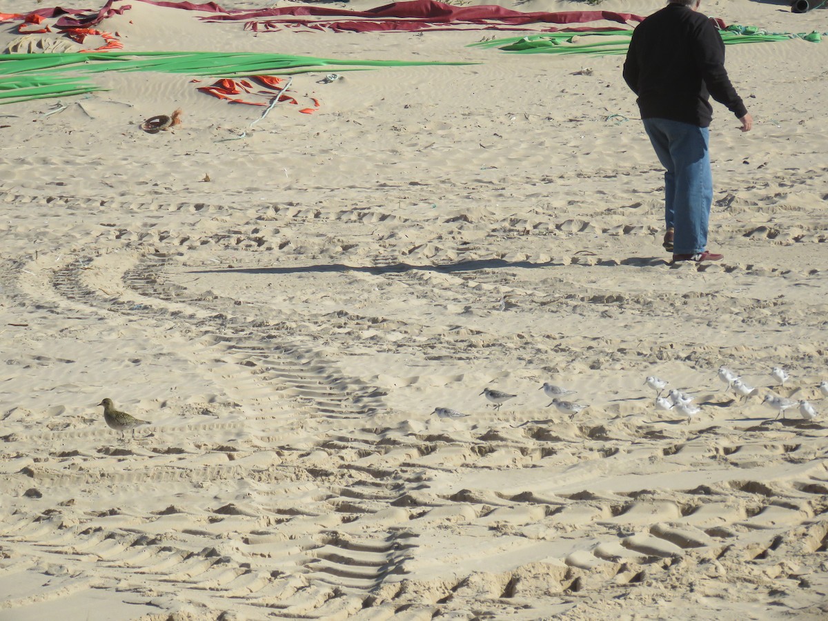 European Golden-Plover - ML645969294