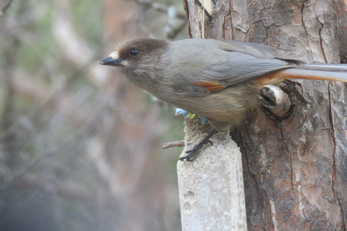 Siberian Jay - ML645969296