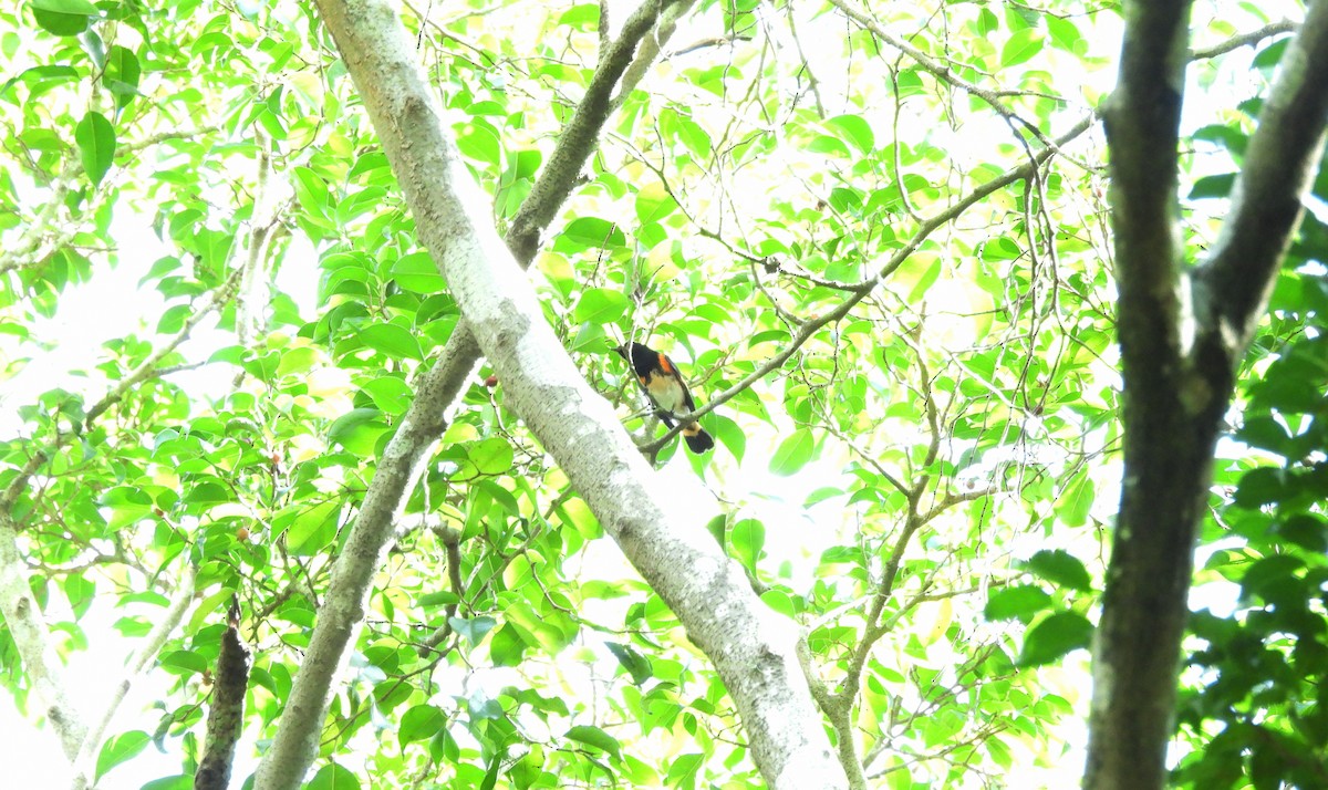 American Redstart - ML645969297