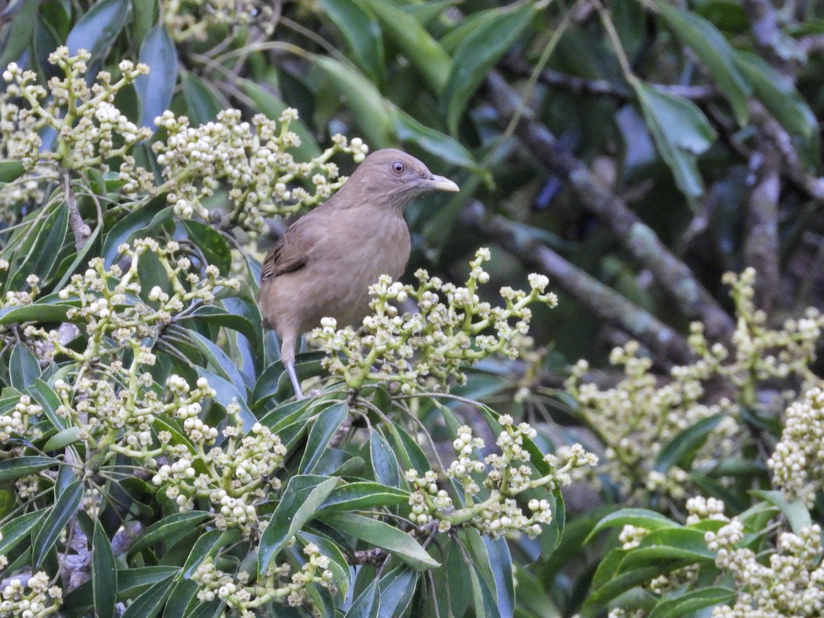 バフムジツグミ - ML645969307