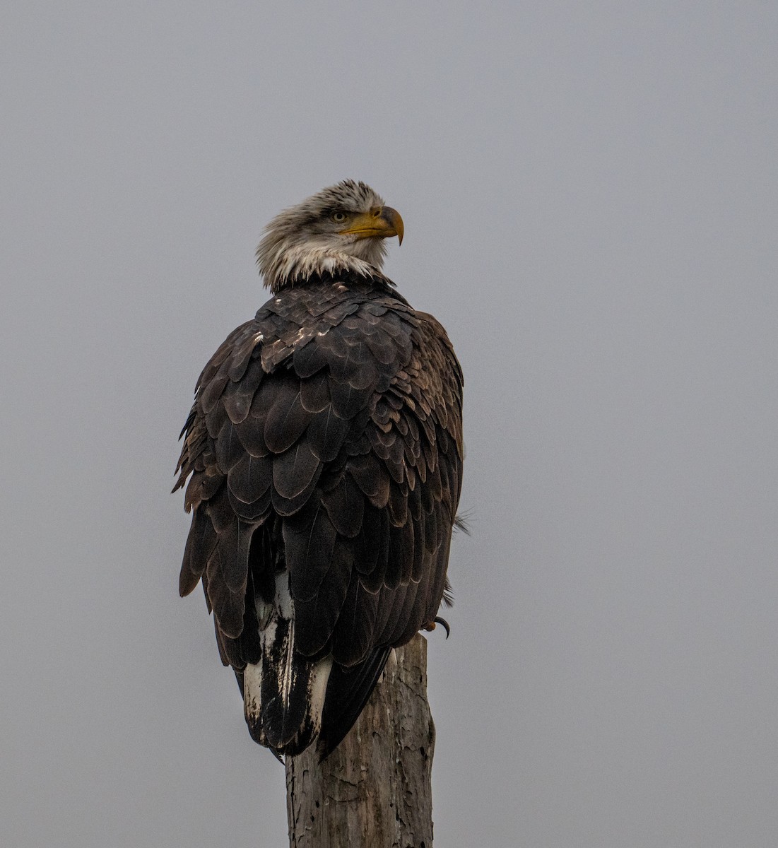 Itsas arrano buruzuria - ML645969315