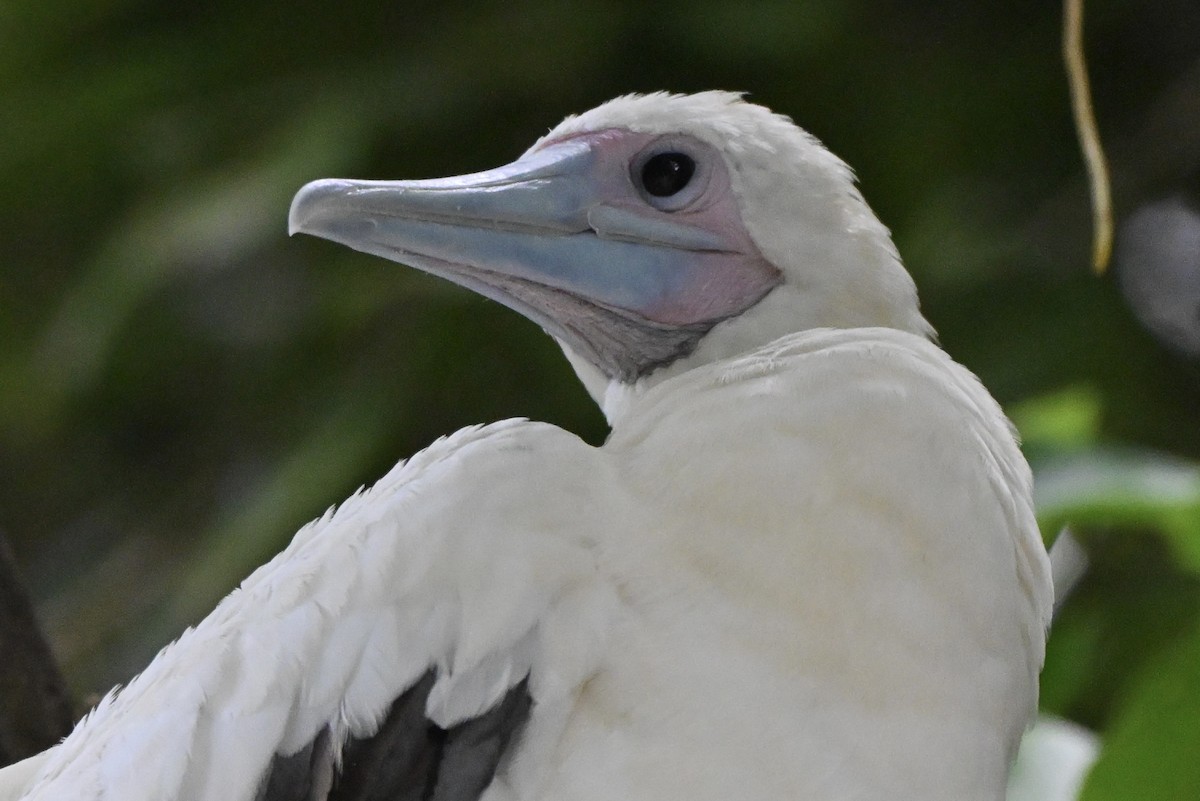 アカアシカツオドリ - ML645969316