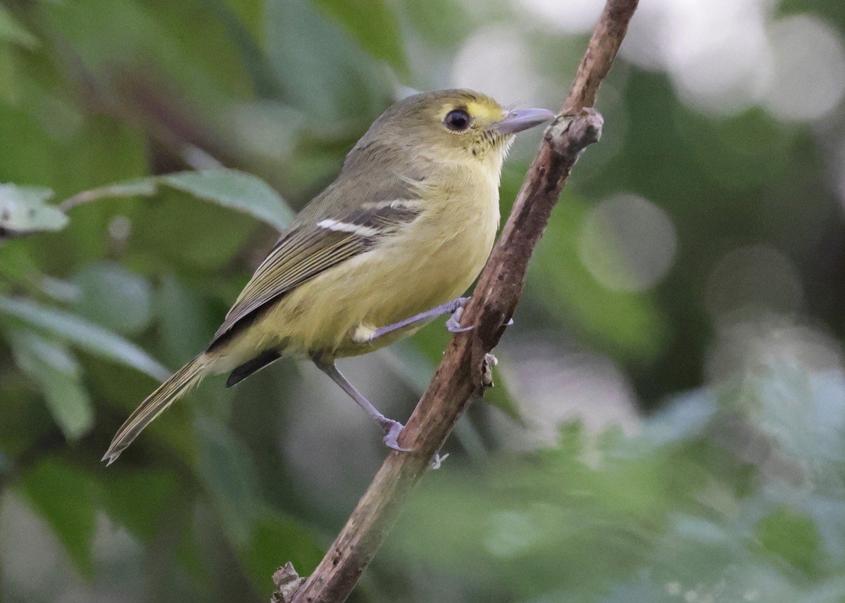 マングローブモズモドキ - ML645969317