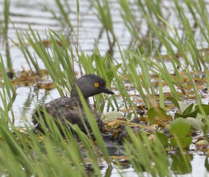 ヒメカイツブリ - ML645969318