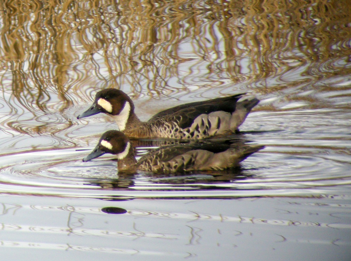 ノドジロガモ - ML645969319