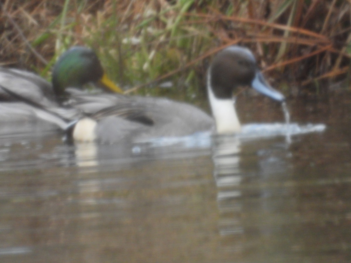 オナガガモ - ML645969320