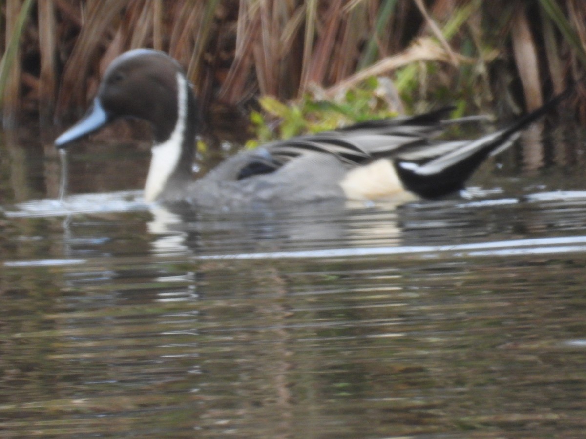 オナガガモ - ML645969321