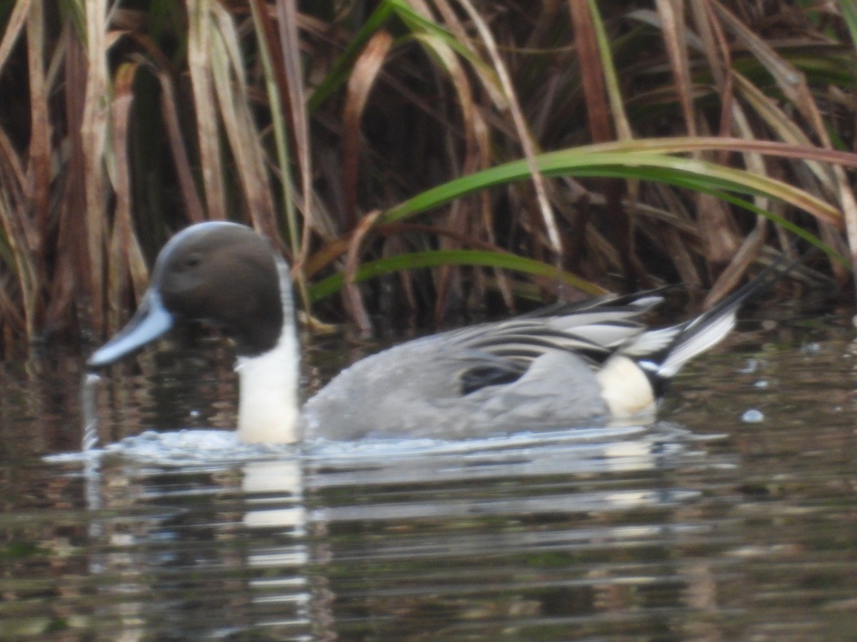 オナガガモ - ML645969322