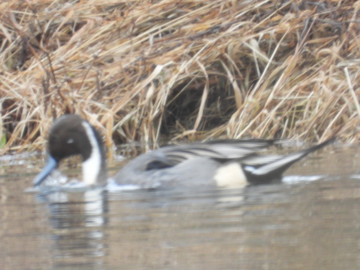 オナガガモ - ML645969323