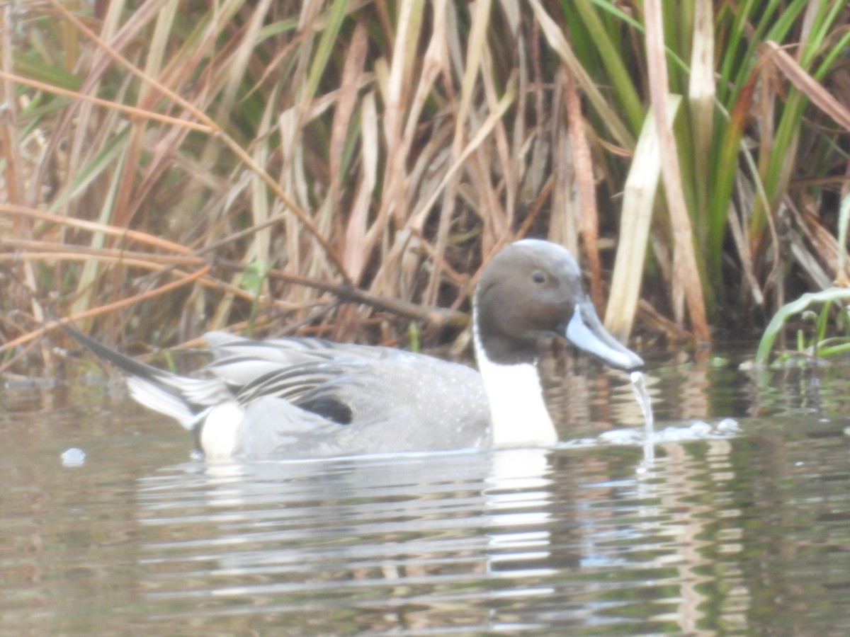 オナガガモ - ML645969324