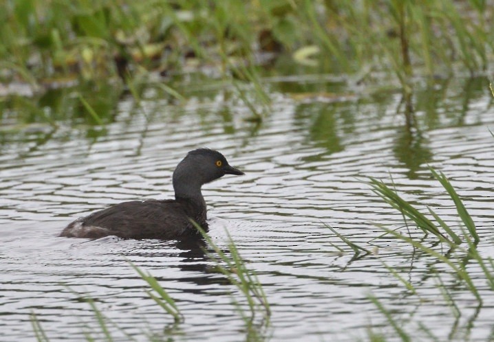 ヒメカイツブリ - ML645969326