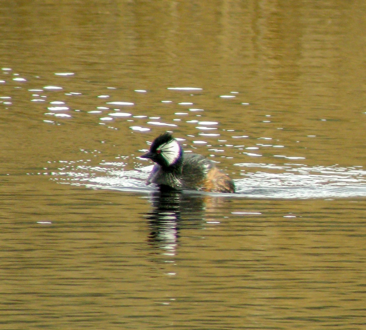 ミミジロカイツブリ - ML645969338