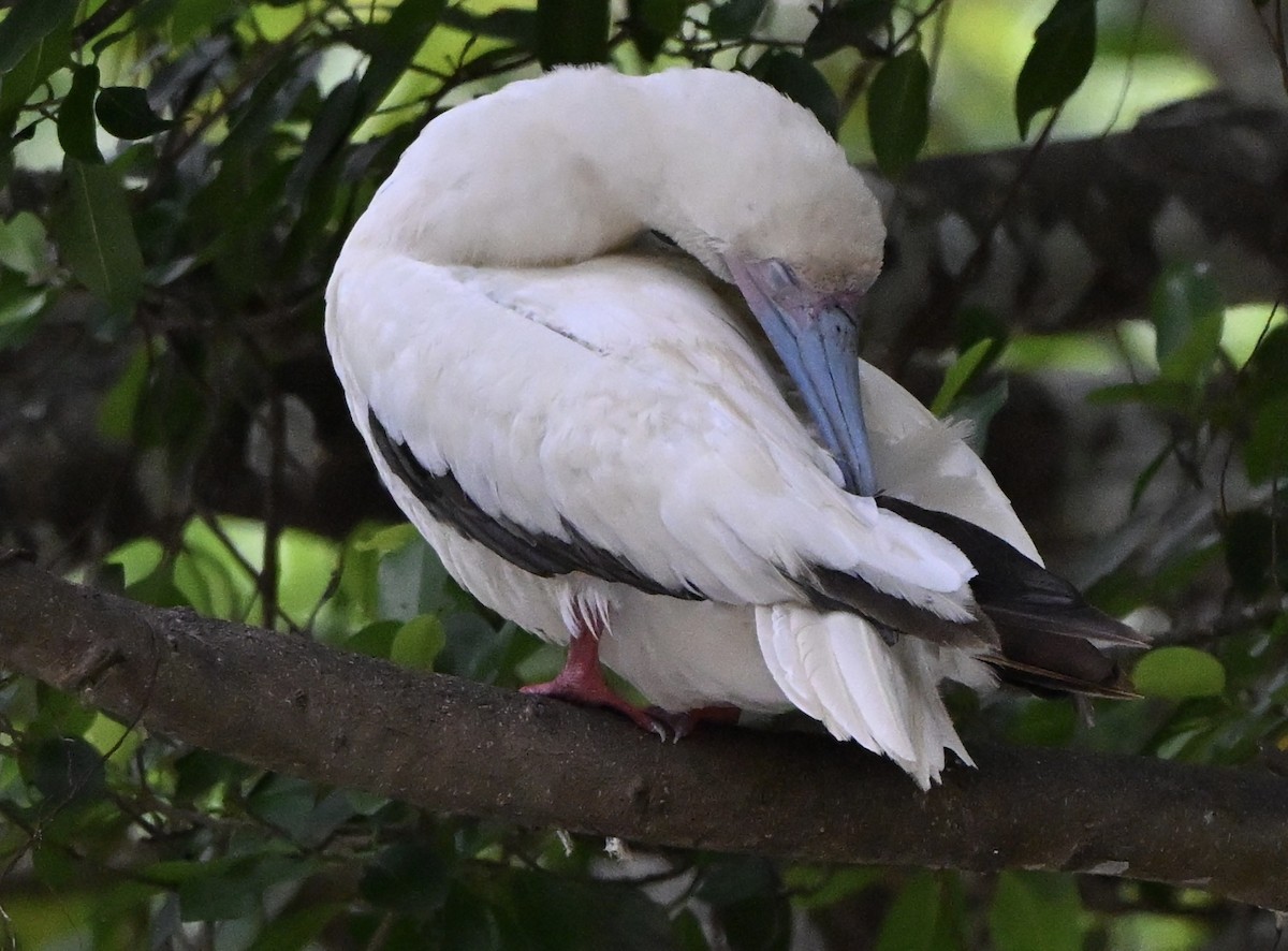 アカアシカツオドリ - ML645969340