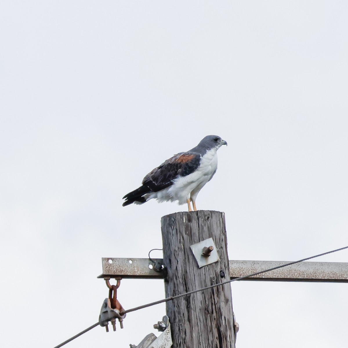 オジロノスリ - ML645969341