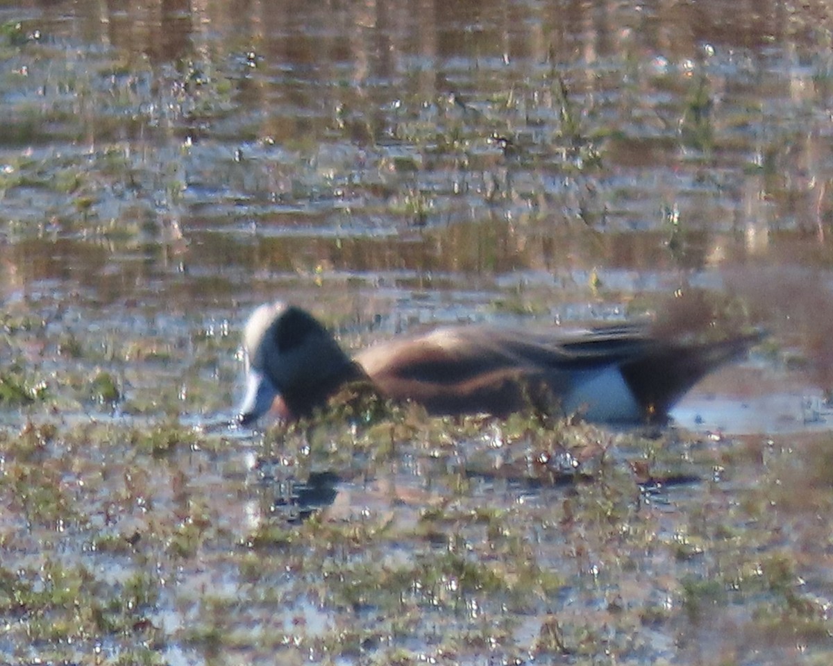 アメリカヒドリ - ML645969344