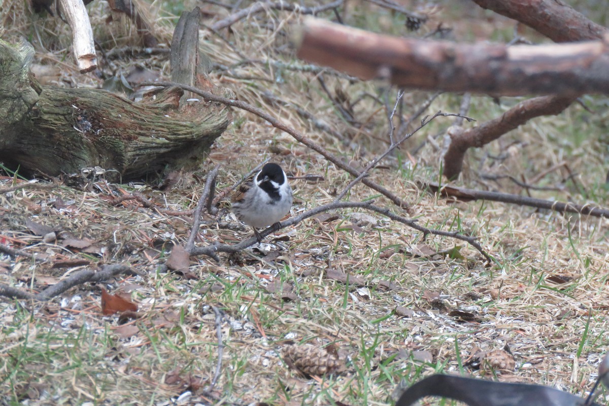 Reed Bunting - ML645969350