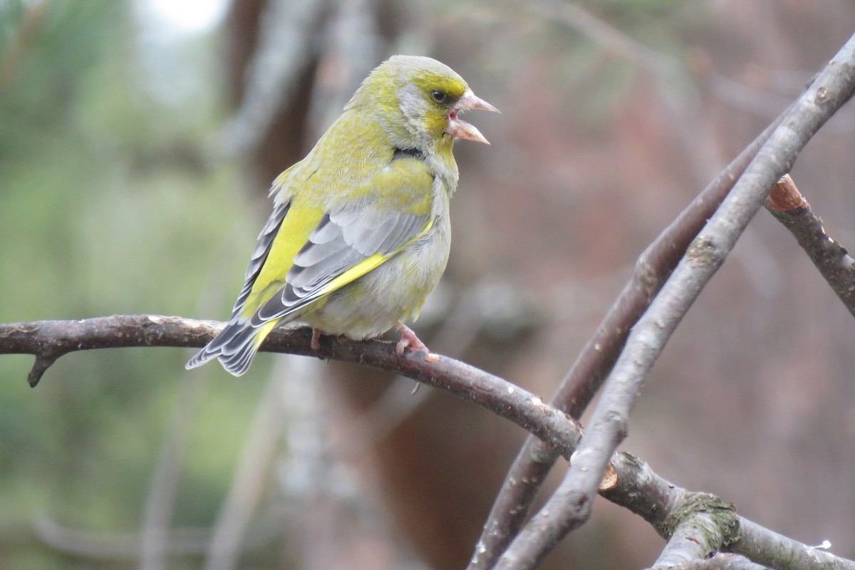 European Greenfinch - ML645969355