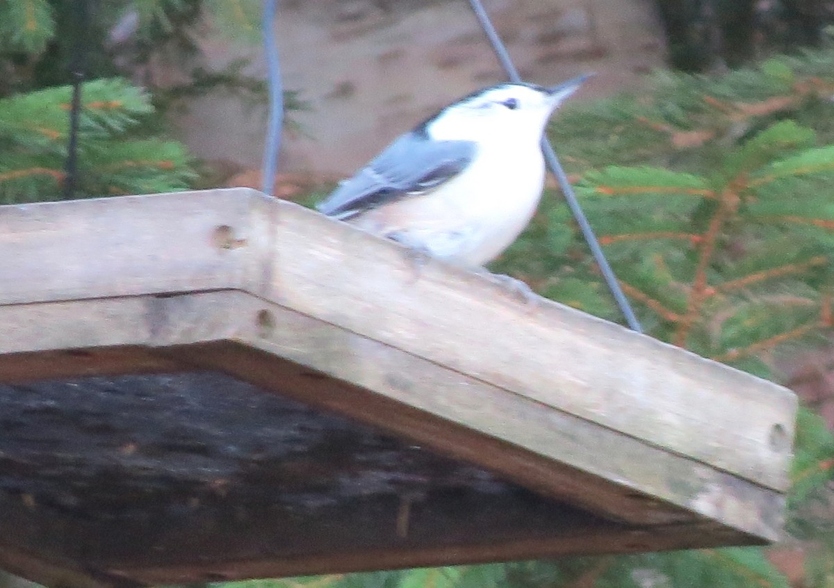 Sittelle à poitrine blanche - ML645969356