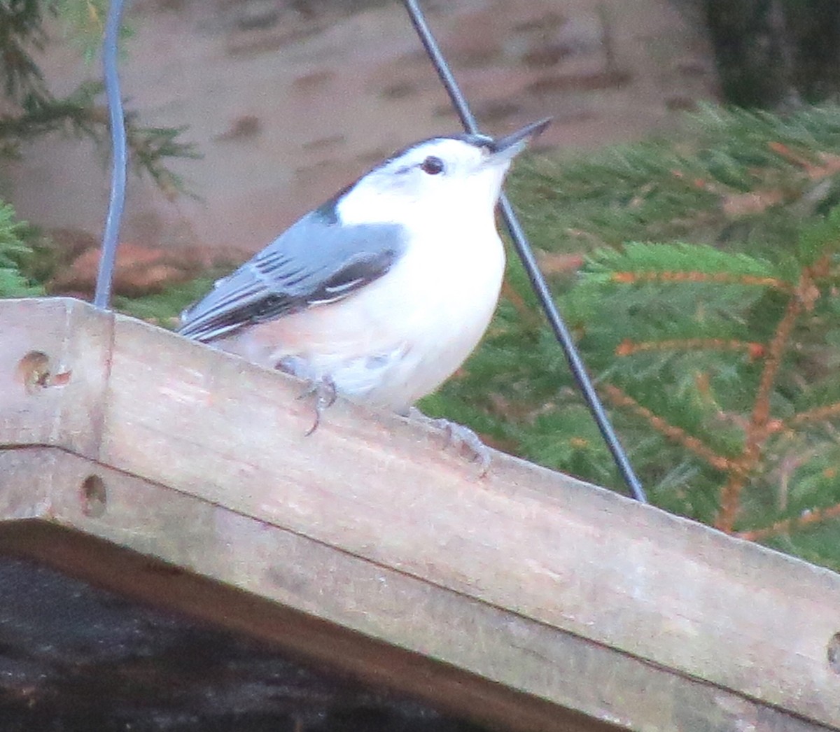 Sittelle à poitrine blanche - ML645969357