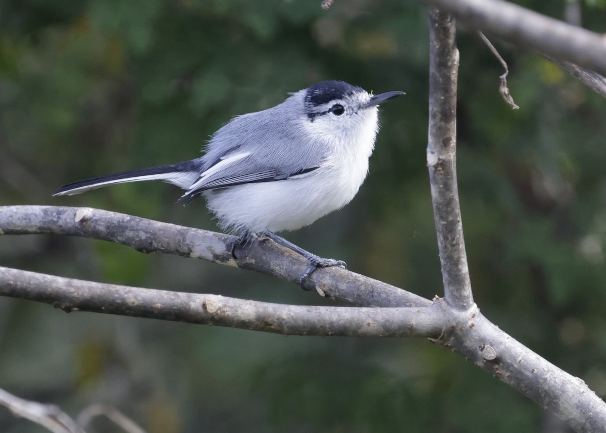 Yucatan Gnatcatcher - ML645969359