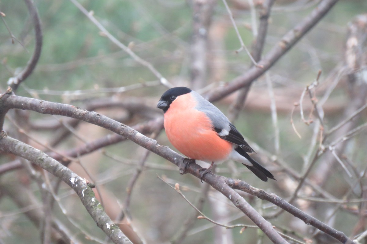 Eurasian Bullfinch - ML645969360