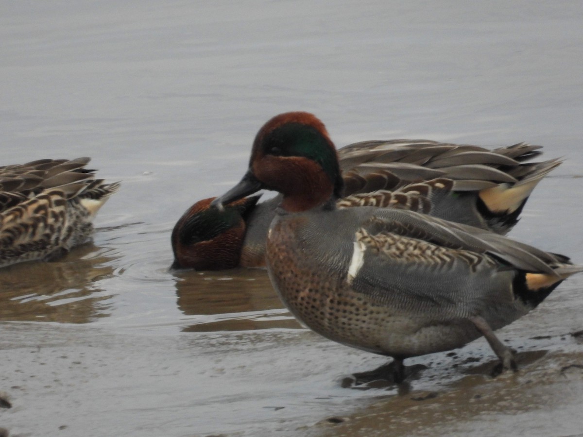 čírka obecná - ML645969363