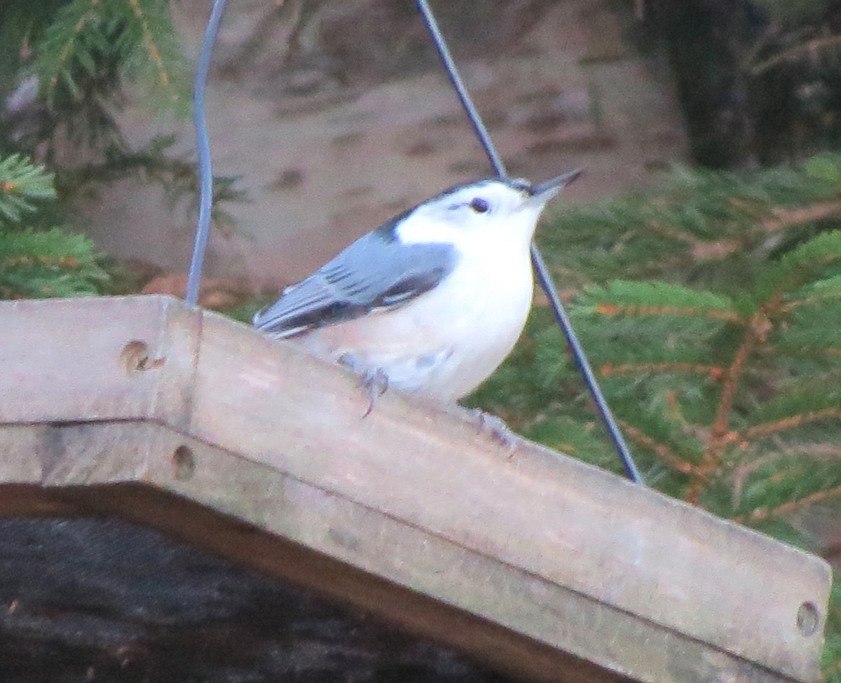 Sittelle à poitrine blanche - ML645969366