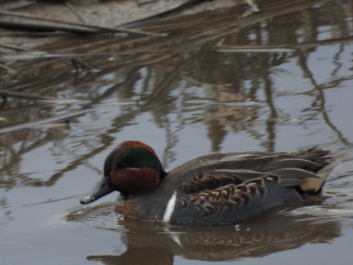 čírka obecná - ML645969367