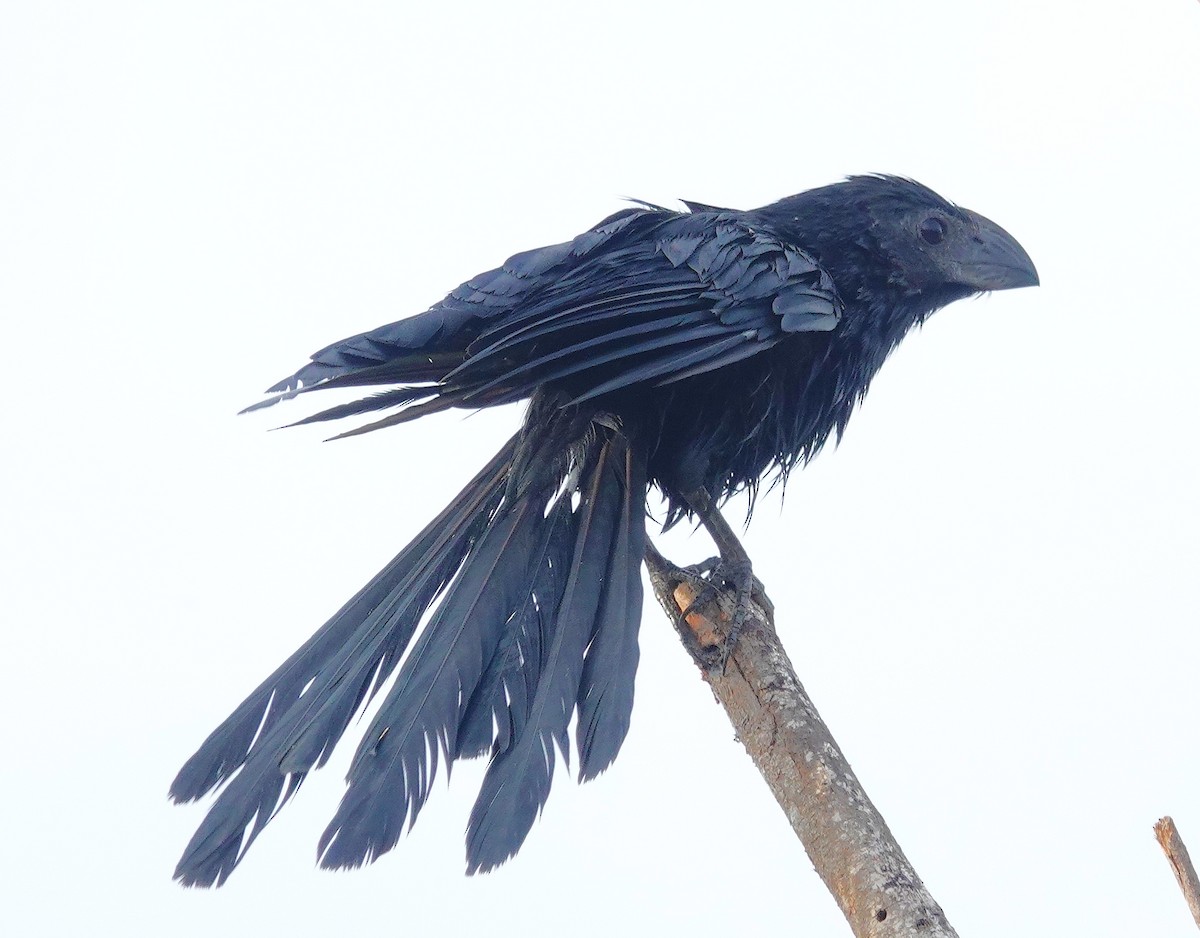 Groove-billed Ani - ML645969368