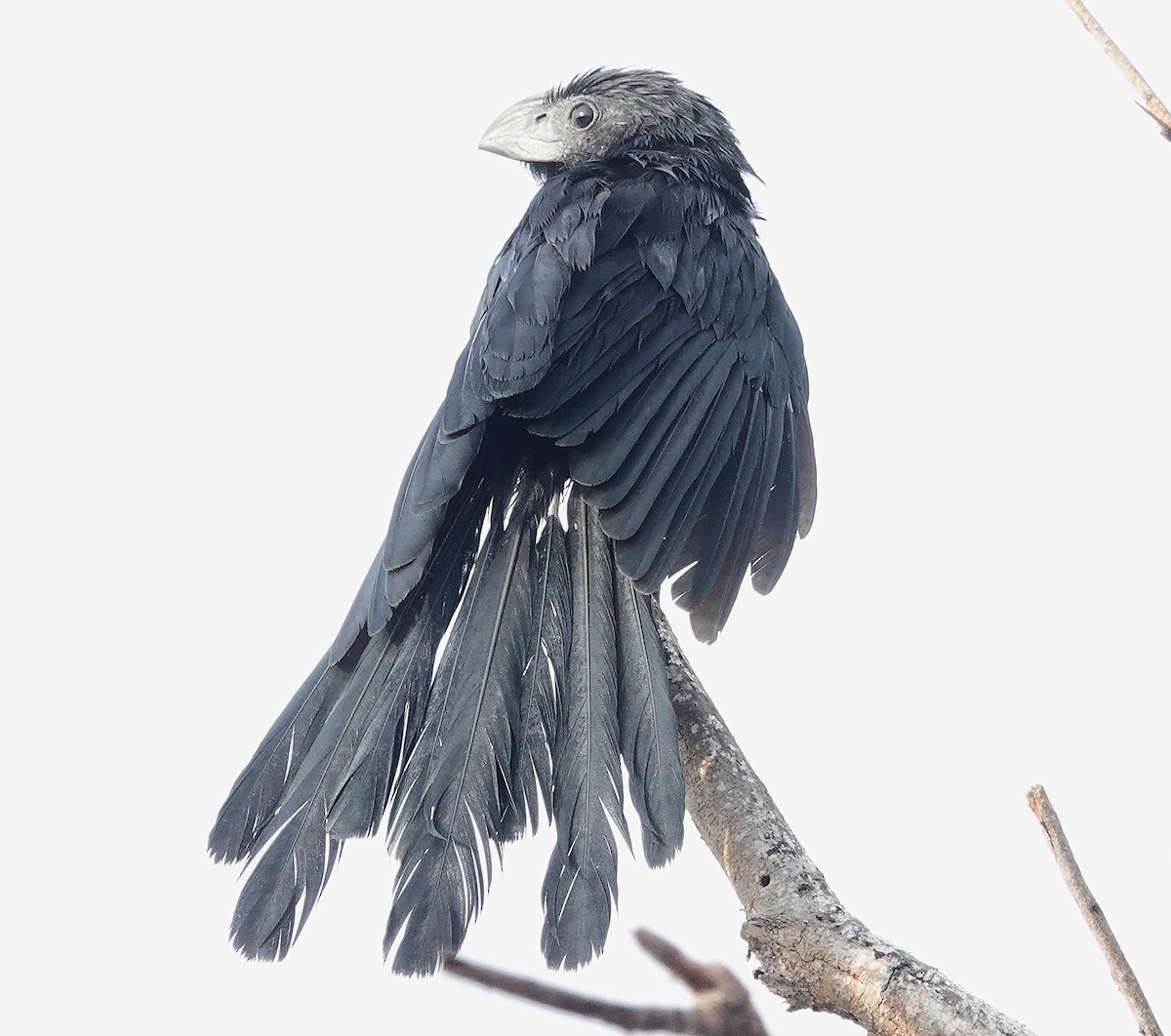 Groove-billed Ani - ML645969369