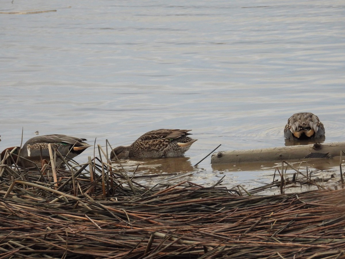 čírka obecná - ML645969370