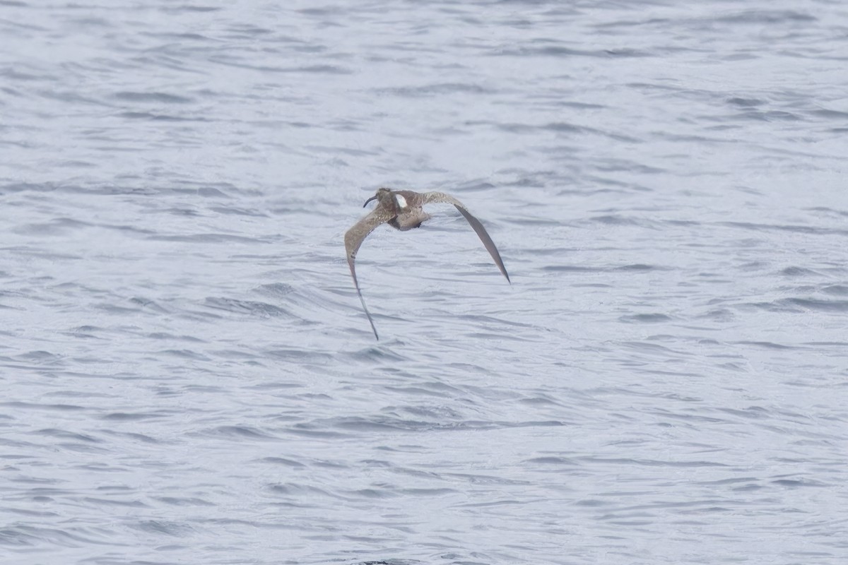 Eurasian Whimbrel (Siberian) - ML645969374
