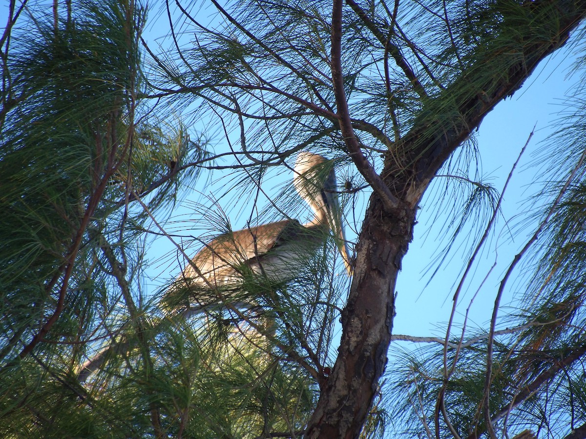 Brown Pelican - ML645969376