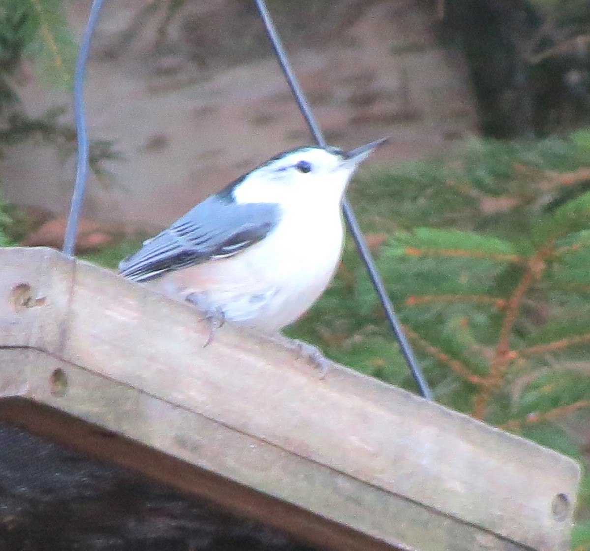 Sittelle à poitrine blanche - ML645969377