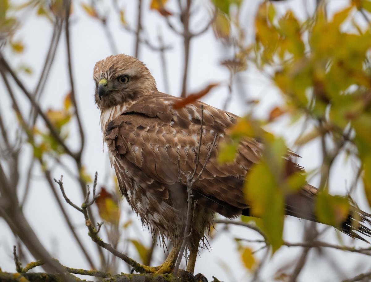 rødstjertvåk - ML645969378