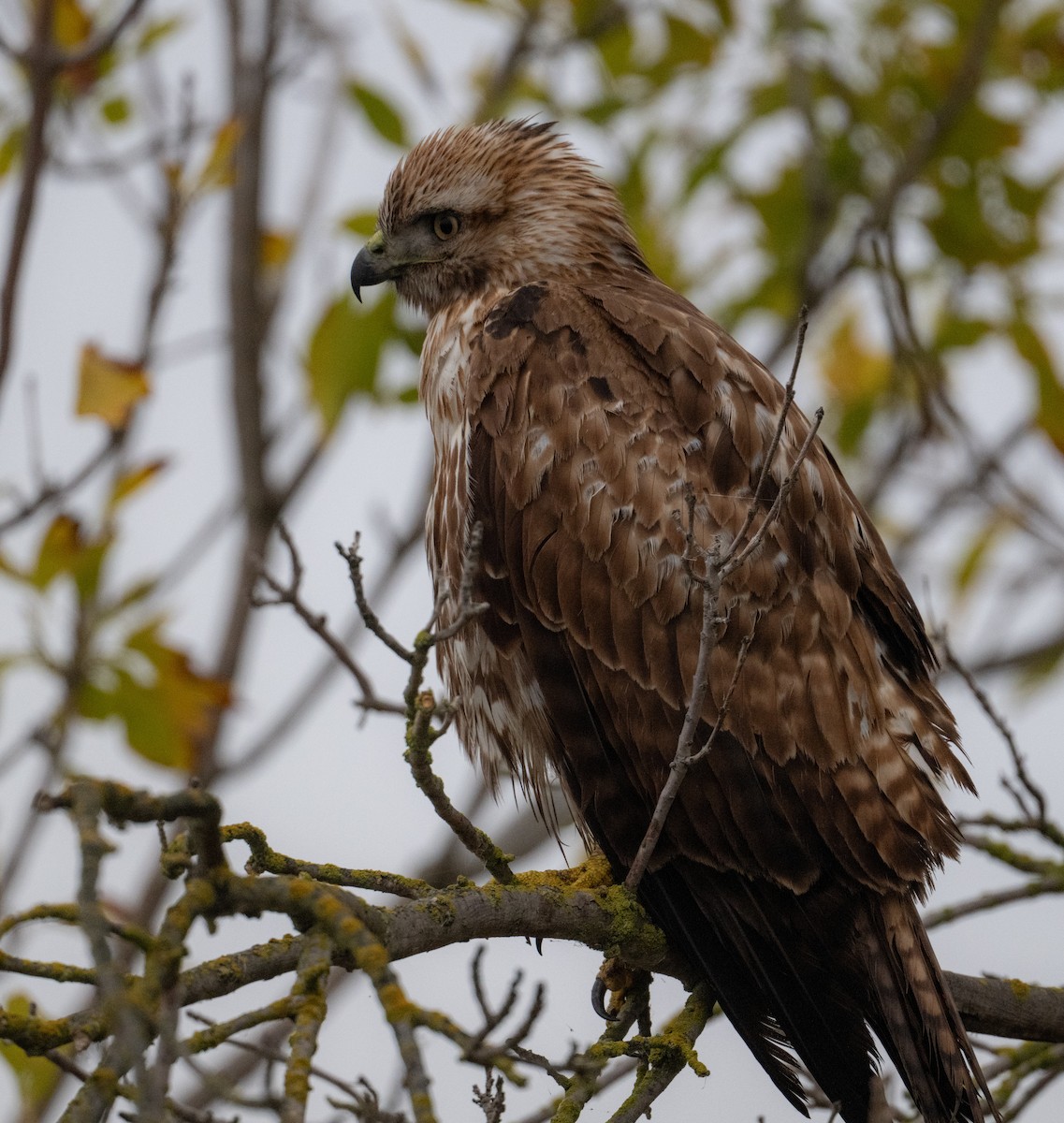 Red-tailed Hawk - ML645969379