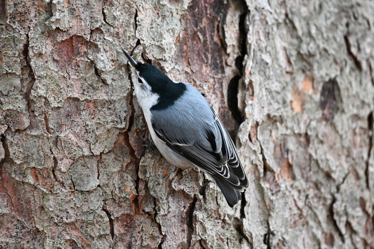 Sittelle à poitrine blanche - ML645969384