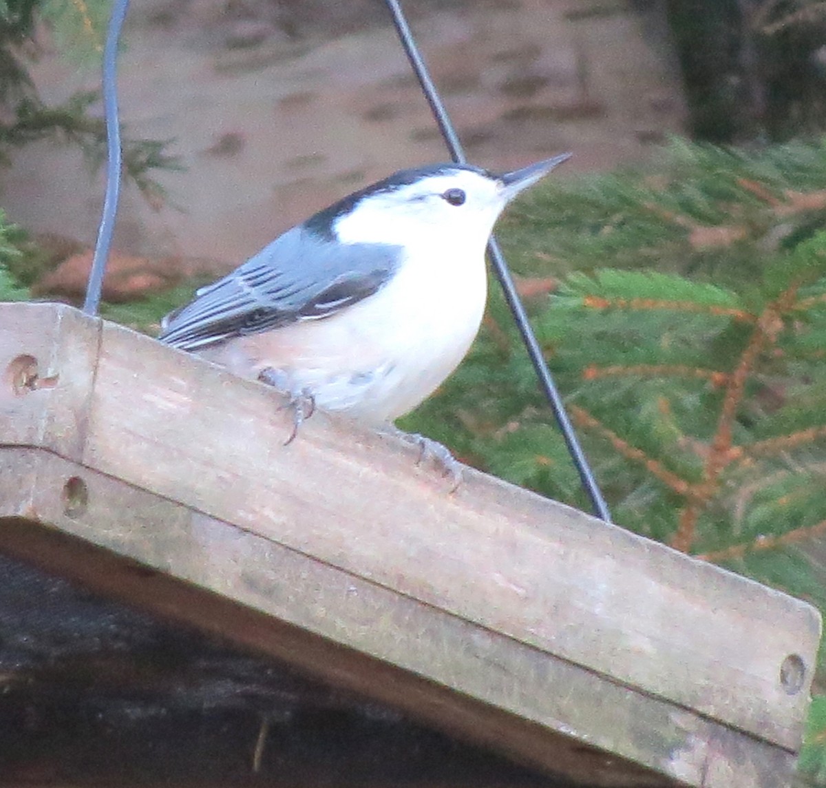 Sittelle à poitrine blanche - ML645969385