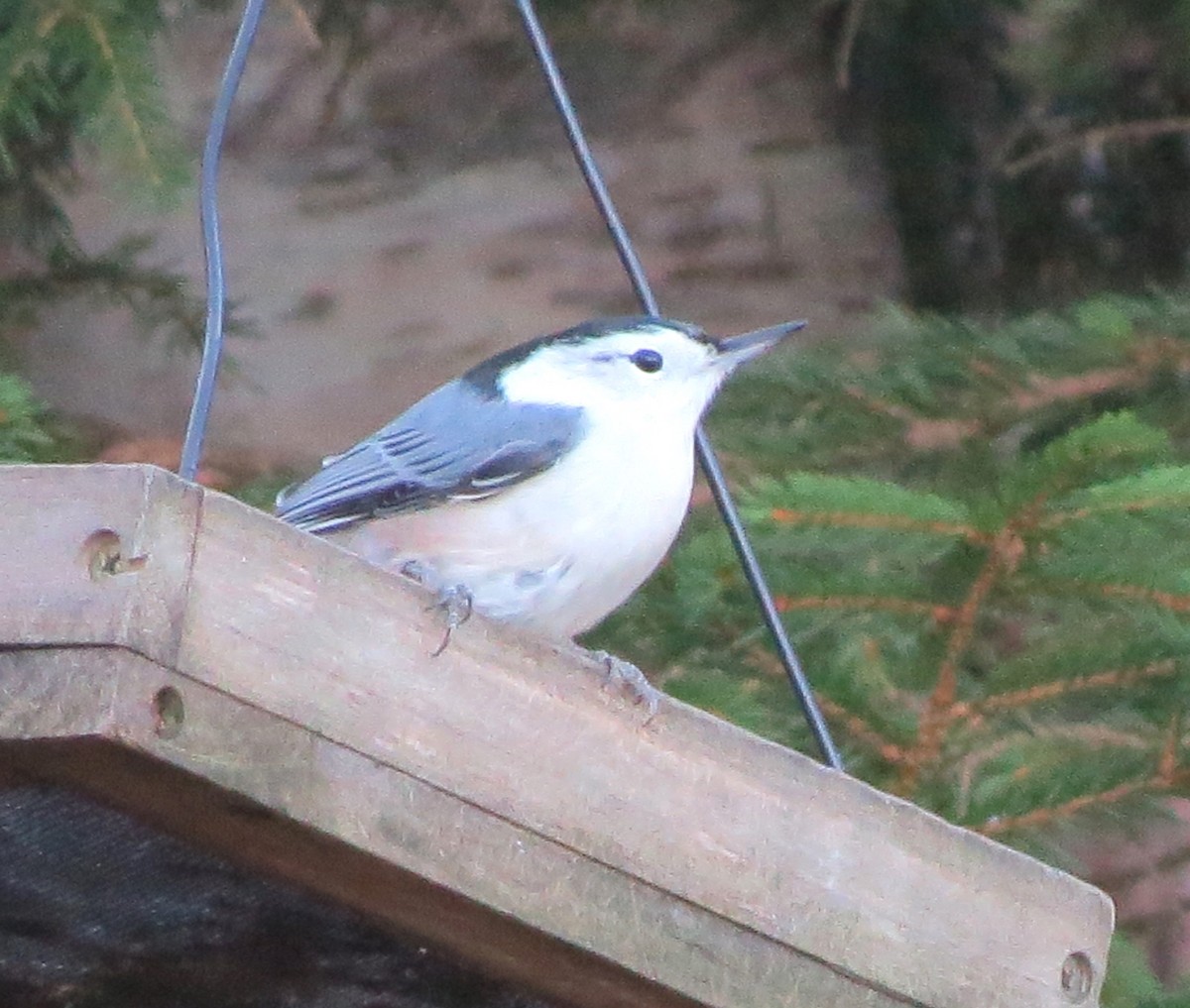 Sittelle à poitrine blanche - ML645969392
