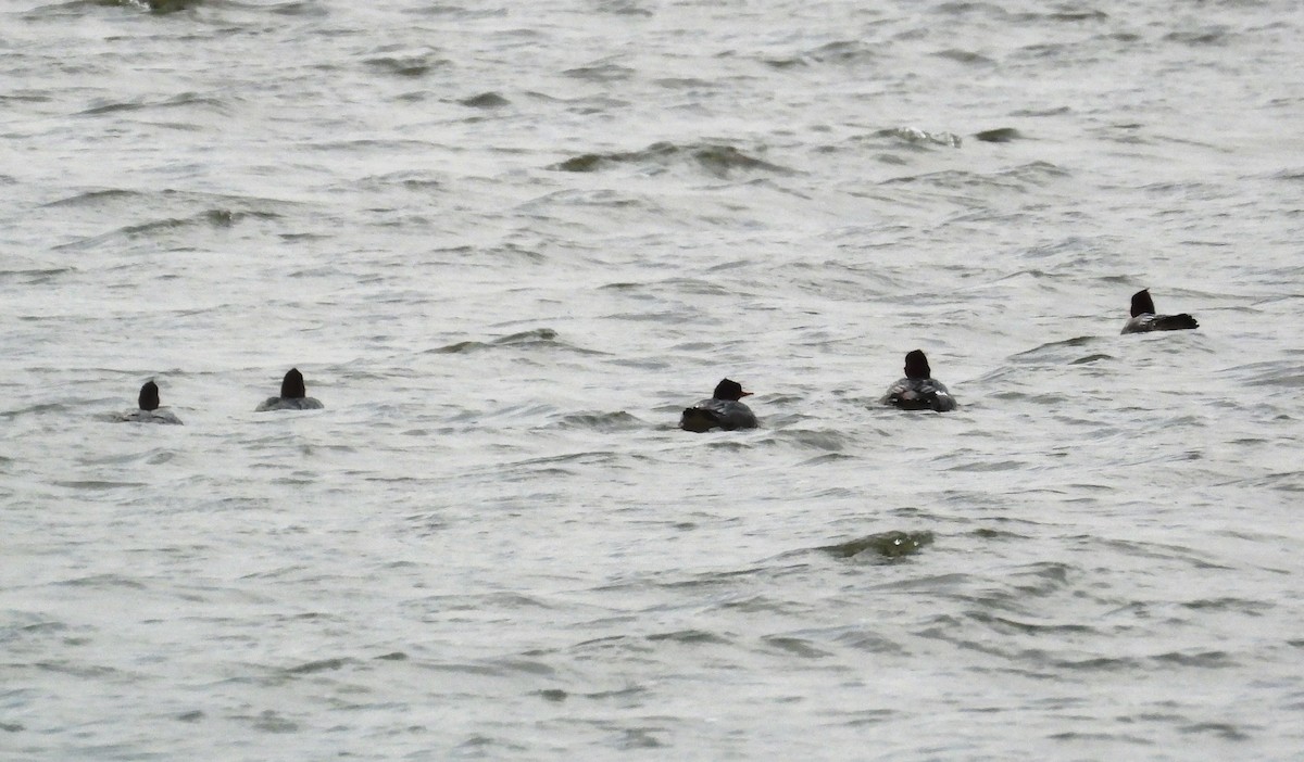 morčák velký - ML645969394