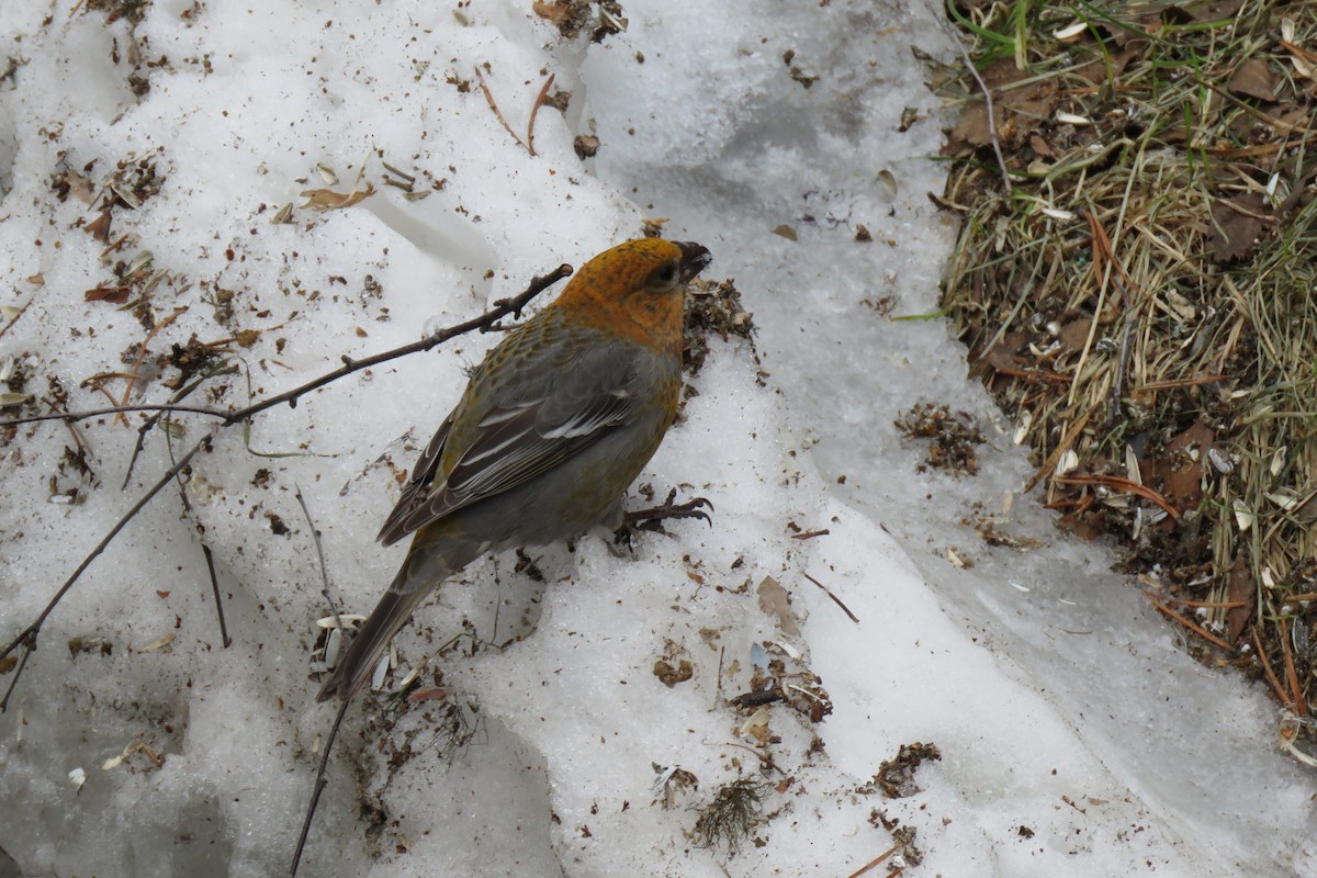 Pinu-gailupa - ML645969395