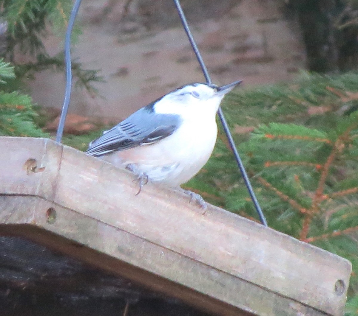 Sittelle à poitrine blanche - ML645969396