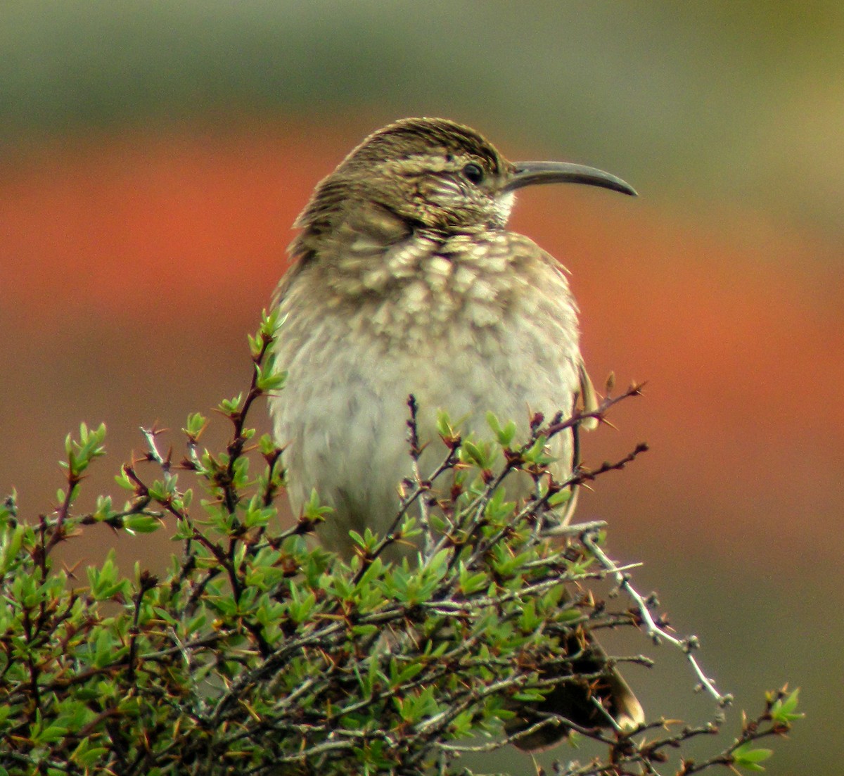 Scale-throated Earthcreeper - ML645969399